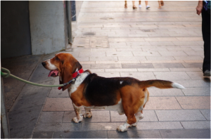 blog-beagle